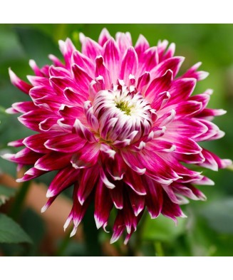 Bulb, Dalia Vancouver,...