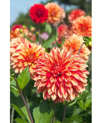 Bulb, Dalia Neo, bulb,...