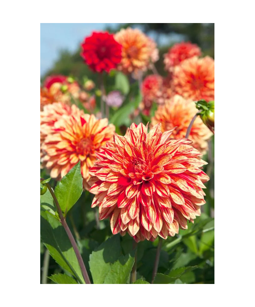 Bulb, Dalia Neo, bulb, calitatea I