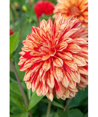 Bulb, Dalia Neo, bulb, calitatea I
