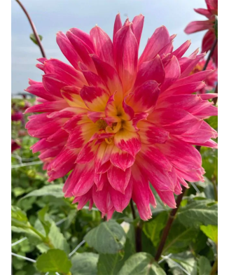 Bulb, Dalia Magic Sunrise,...