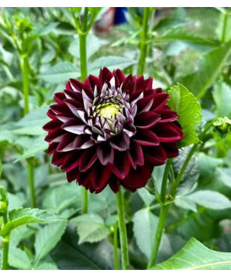 Bulb, Dalia Embassy, bulb,...