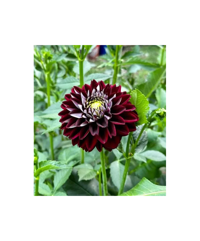 Bulb, Dalia Embassy, bulb, calitatea I