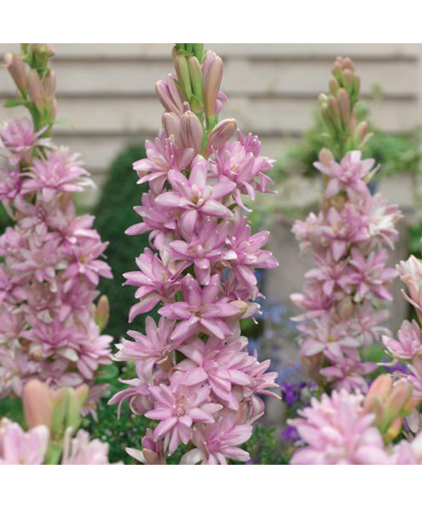 Bulbi Tuberoze Roz, 1 buc