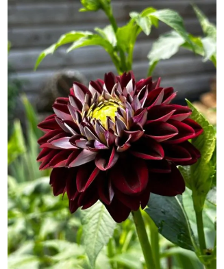 Bulb, Dalia Embassy, bulb, calitatea I