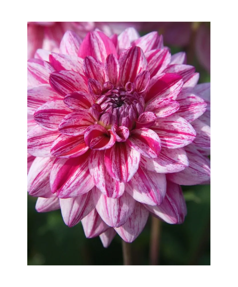 Bulb, Dalia Santander, bulb, calitatea II