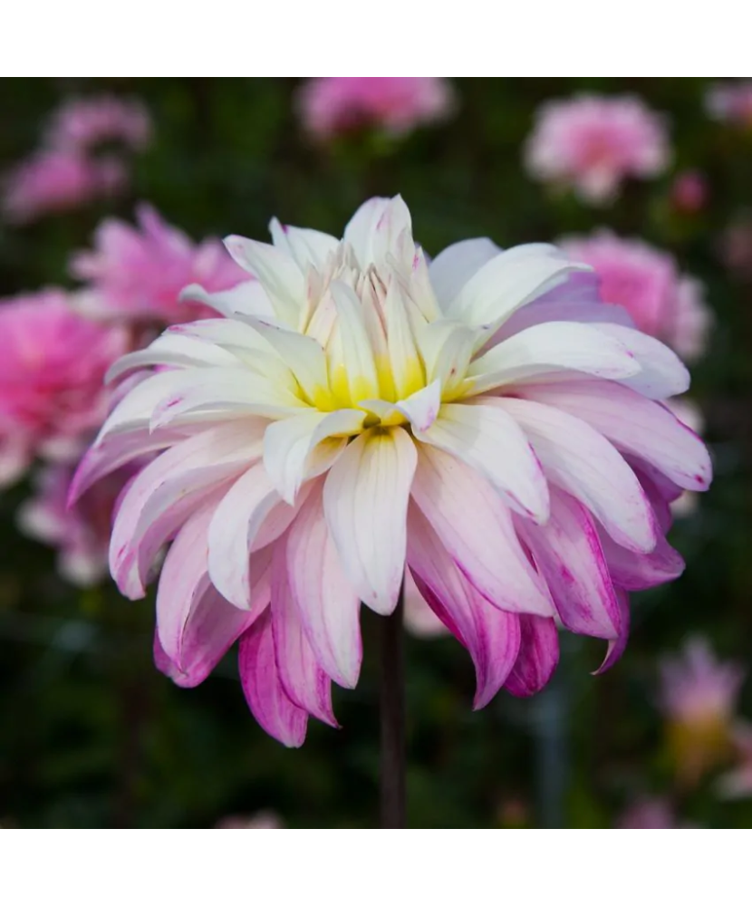 Bulb, Dalia Pink Petticoat, bulb, calitatea I