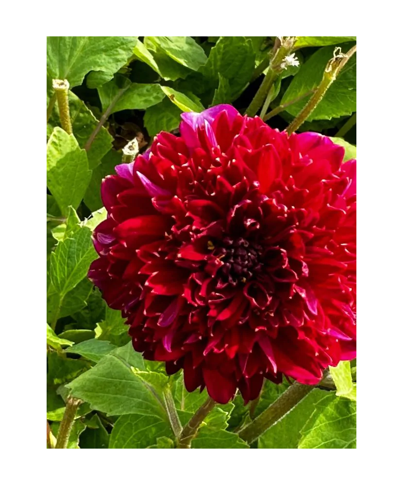 Bulb, Dalia Purple Bouquet, bulb, calitatea I