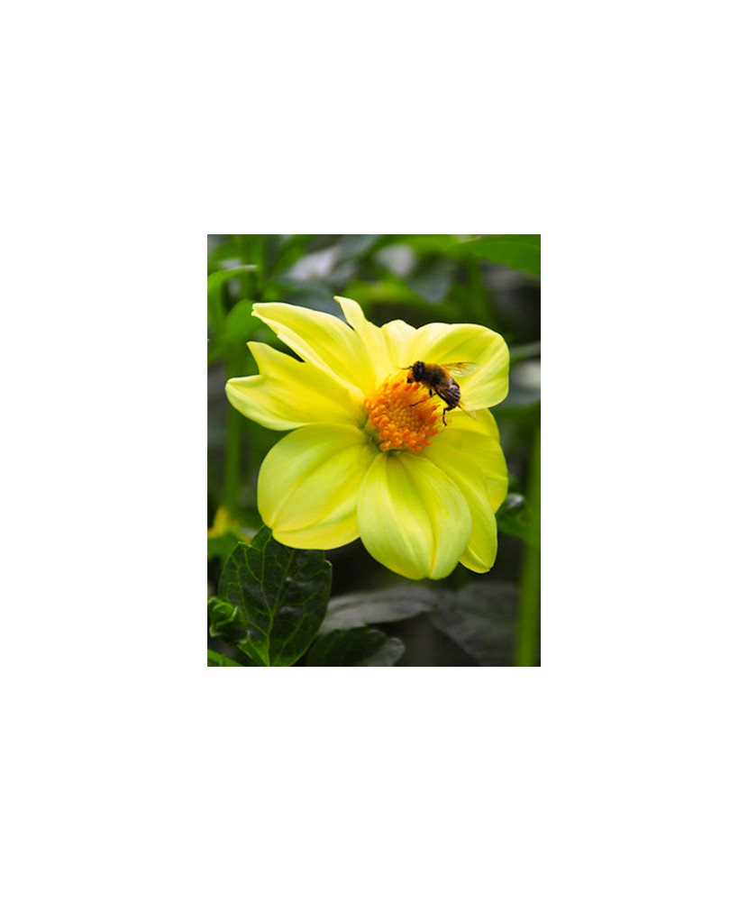 Bulb, Dalia Yellow Sneezy, bulb, calitatea I