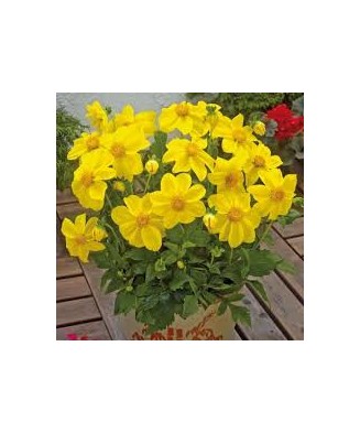 Bulb, Dalia Yellow Sneezy, bulb, calitatea I