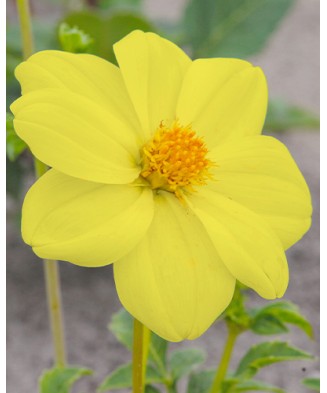 Bulb, Dalia Yellow Sneezy, bulb, calitatea I