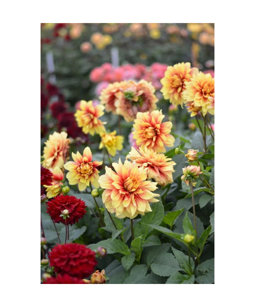 Bulb, Dalia Dazzling Magic, bulb, calitatea I