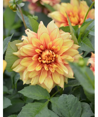 Bulb, Dalia Dazzling Magic, bulb, calitatea I