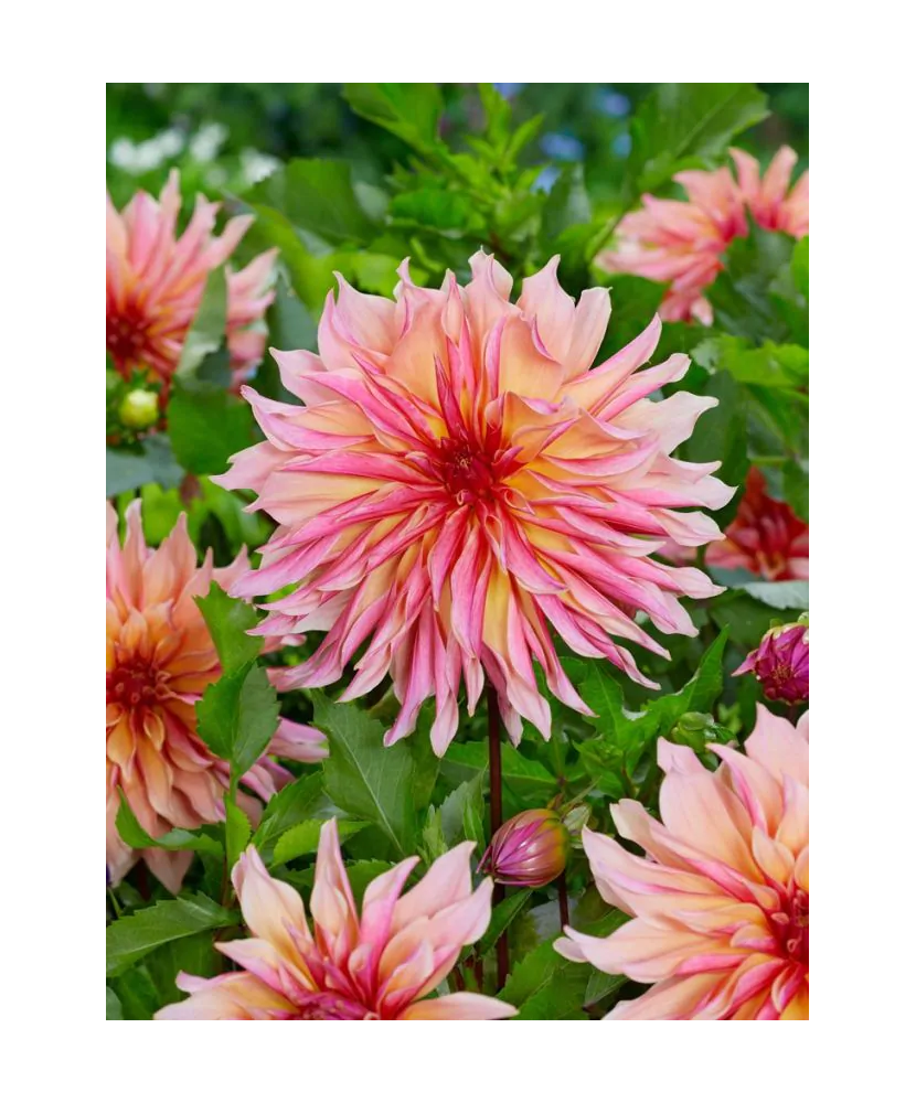 Bulb, Dalia Labyrinth, bulb, calitatea I
