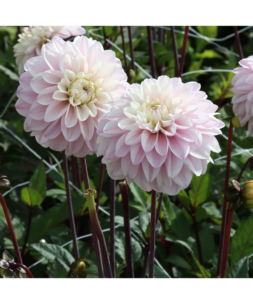 Bulb, Dalia Espacio, bulb, calitatea I