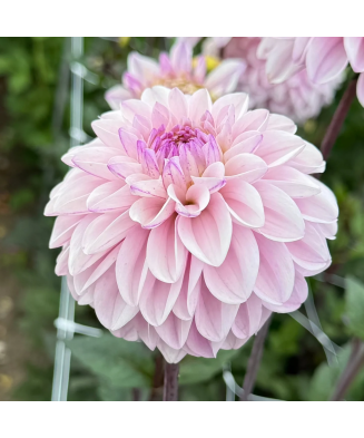 Bulb, Dalia Espacio, bulb, calitatea I