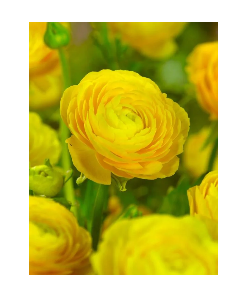 Bulb, Ranunculus Galben, bulb, calibru 7/8