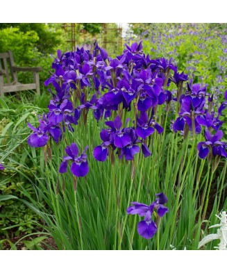 Radacina, Iris Siberica Caesar’s Brother, radacina, calitatea I
