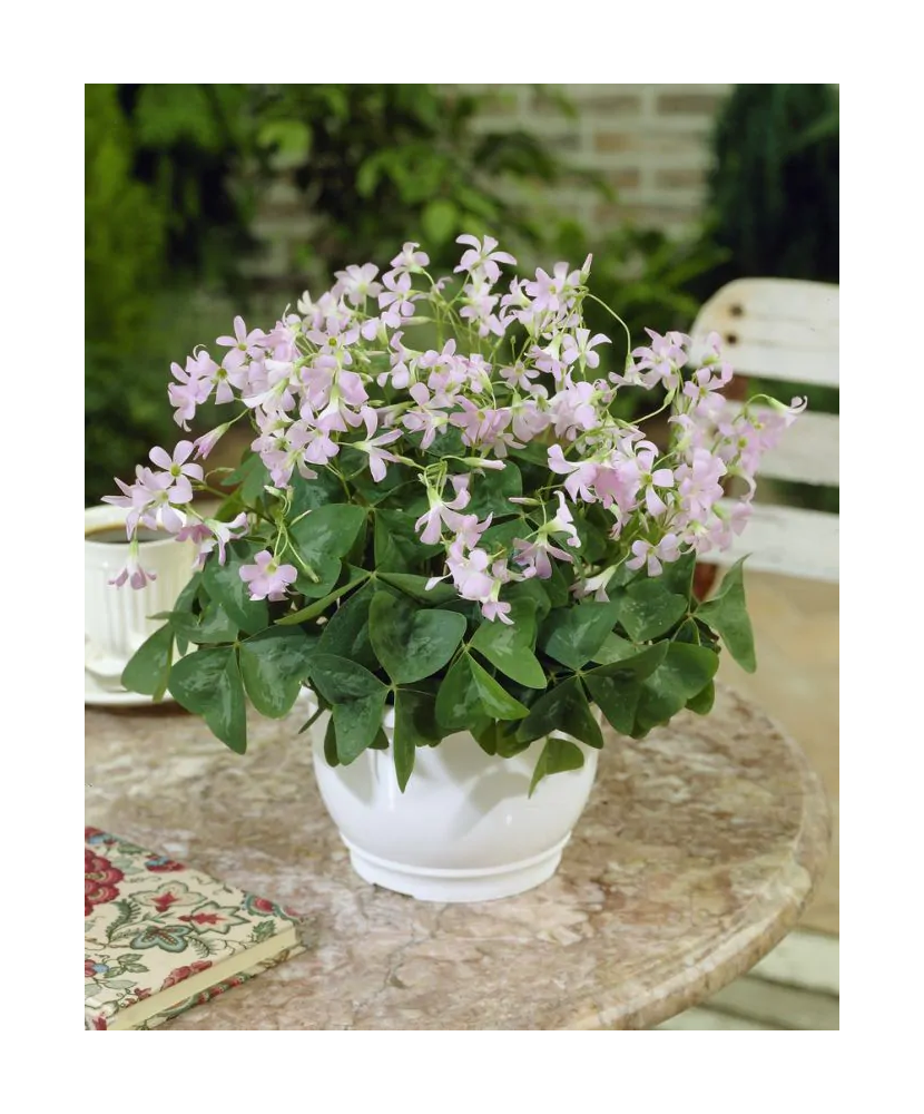 Bulb, Oxalis Fanny Triangularis, bulb, calitatea I