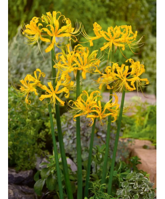 Bulb, Lycoris Aurea Galben,...