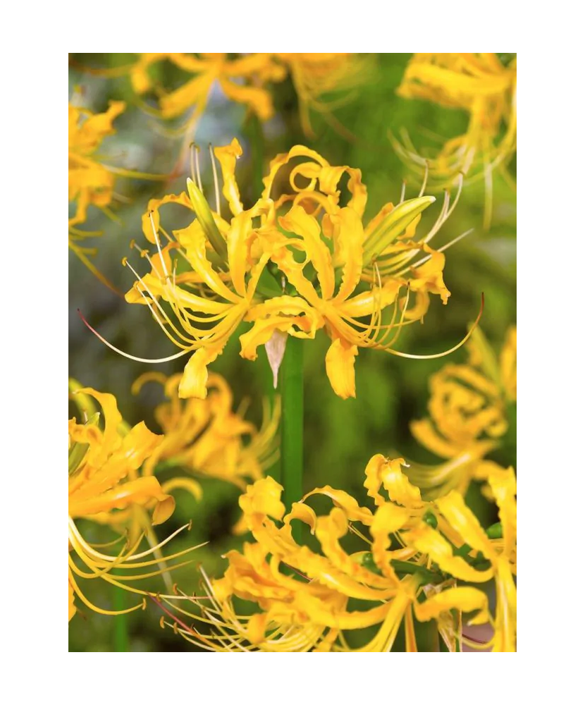 Bulb, Lycoris Aurea Galben, bulb, calibru 10/+