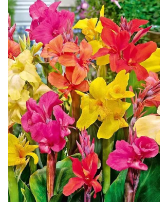 Rizom, Canna Mix, radacina,...