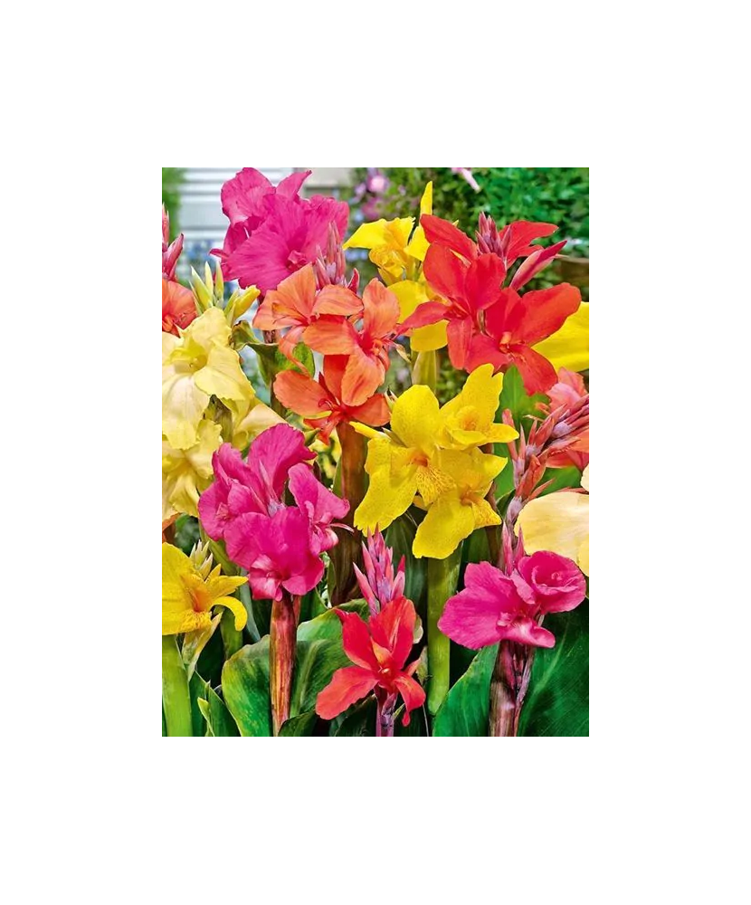 Rizom, Canna Mix, radacina, calitatea I