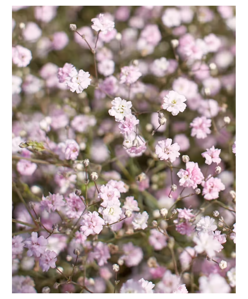 Radacina, Gypsophila Pacifica, radacina, calitatea I