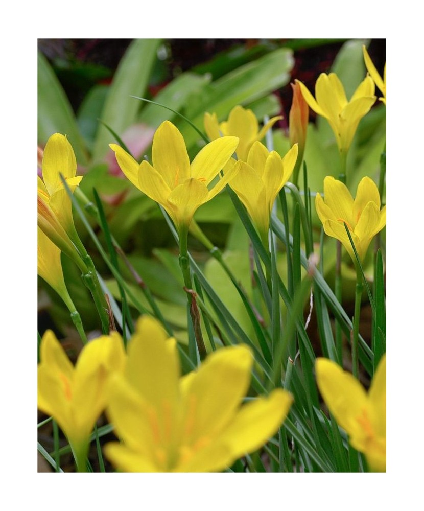 Bulb, Zephyranthes Citrina, bulb, calitatea I
