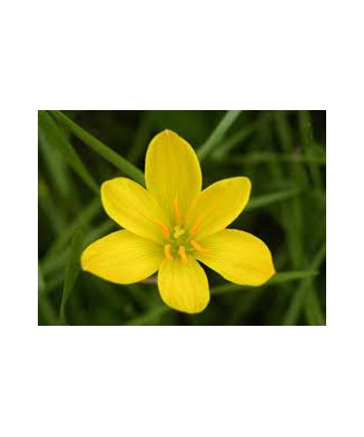 Bulb, Zephyranthes Citrina, bulb, calitatea I