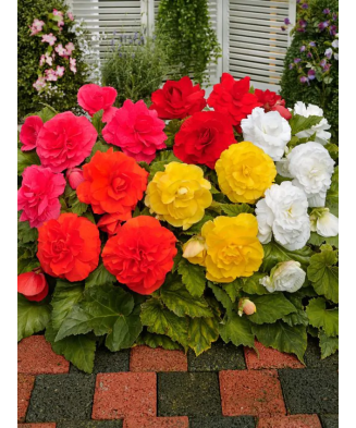 Bulb, Begonie Dubla Mix,...