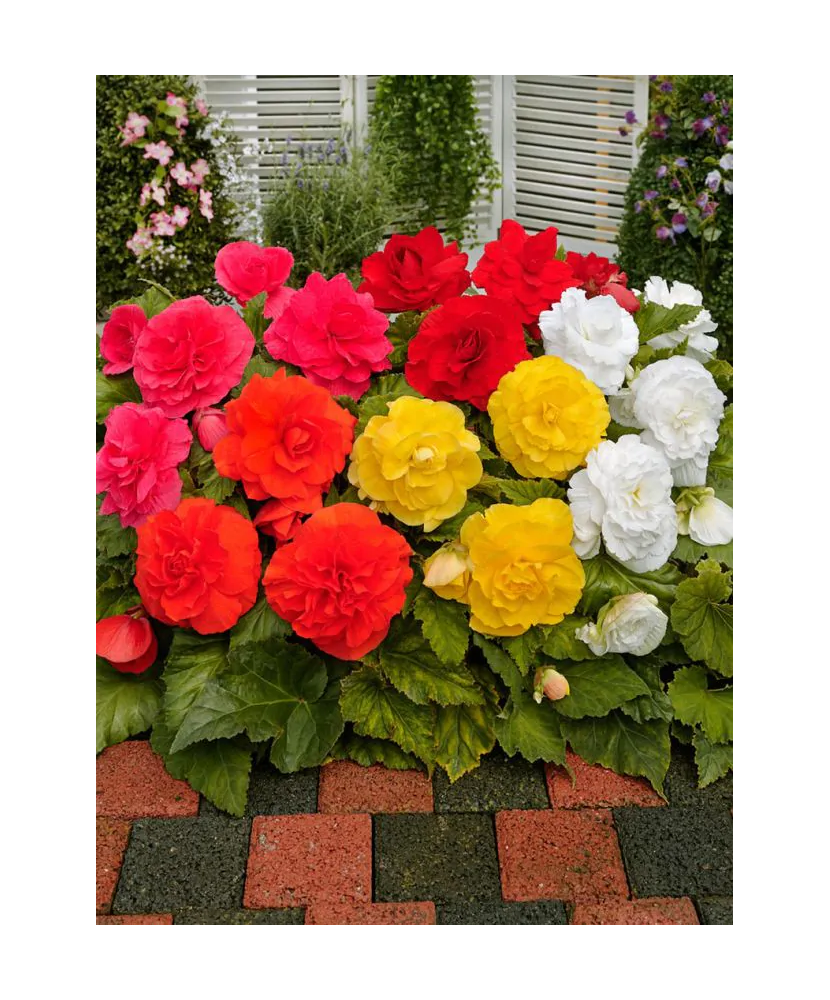 Bulb, Begonie Dubla Mix, bulb, calibru 5/6