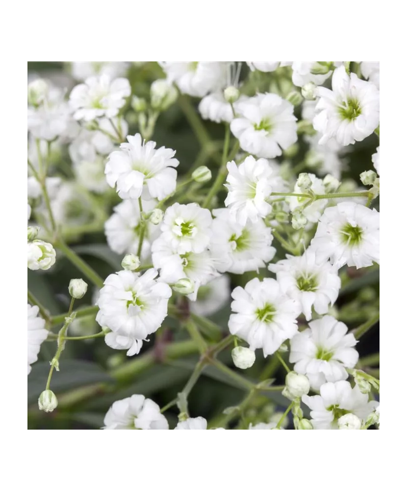 Radacina, Gypsophila Perfecta, radacina, calitatea I