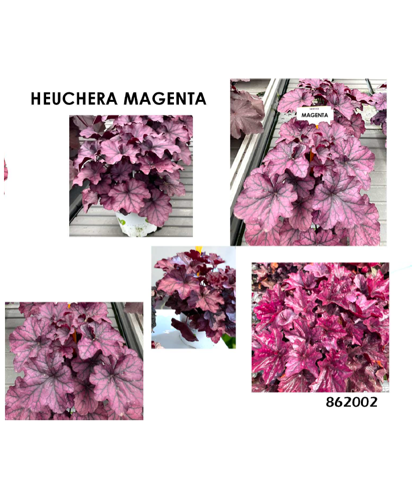 Planta la ghiveci, Danteluță roz-magenta, Heuchera magenta, Ghiveci 10.5 cm
