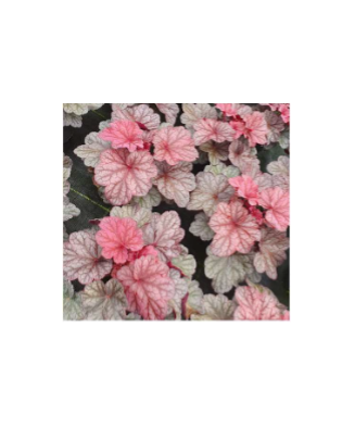 Planta la ghiveci, Danteluță roșu mix, Heuchera roșie tricoloră, Red Tricolor, Ghiveci 10.5 cm