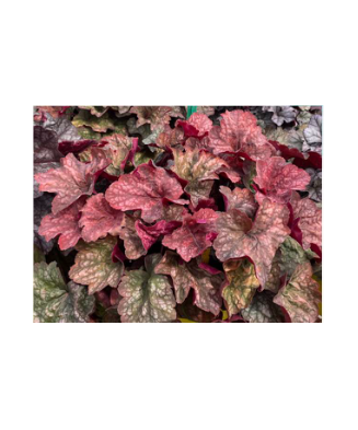 Planta la ghiveci, Danteluță roșu mix, Heuchera roșie tricoloră, Red Tricolor, Ghiveci 10.5 cm