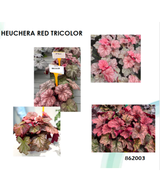 Planta la ghiveci,...