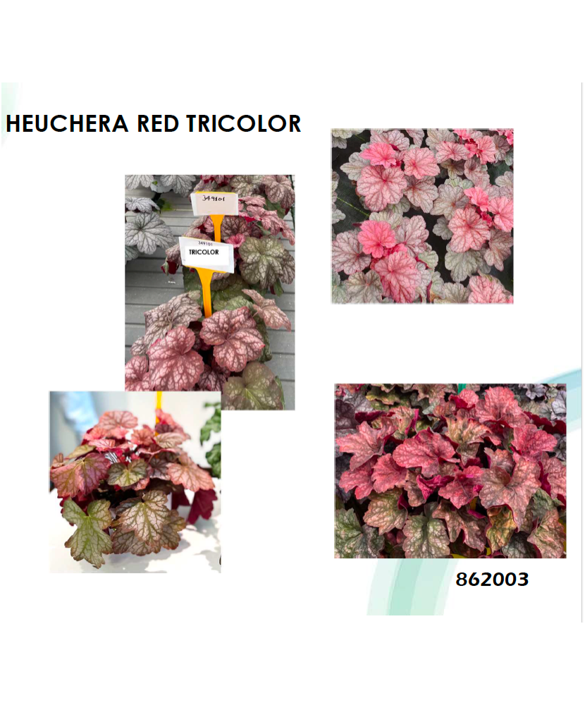 Planta la ghiveci, Danteluță roșu mix, Heuchera roșie tricoloră, Red Tricolor, Ghiveci 10.5 cm