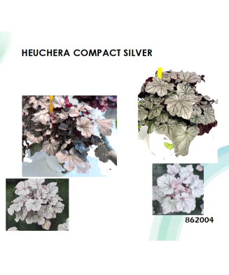 Planta la ghiveci, Danteluță argintie, Heuchera argintie, Compact Silver, Ghiveci 10.5 cm