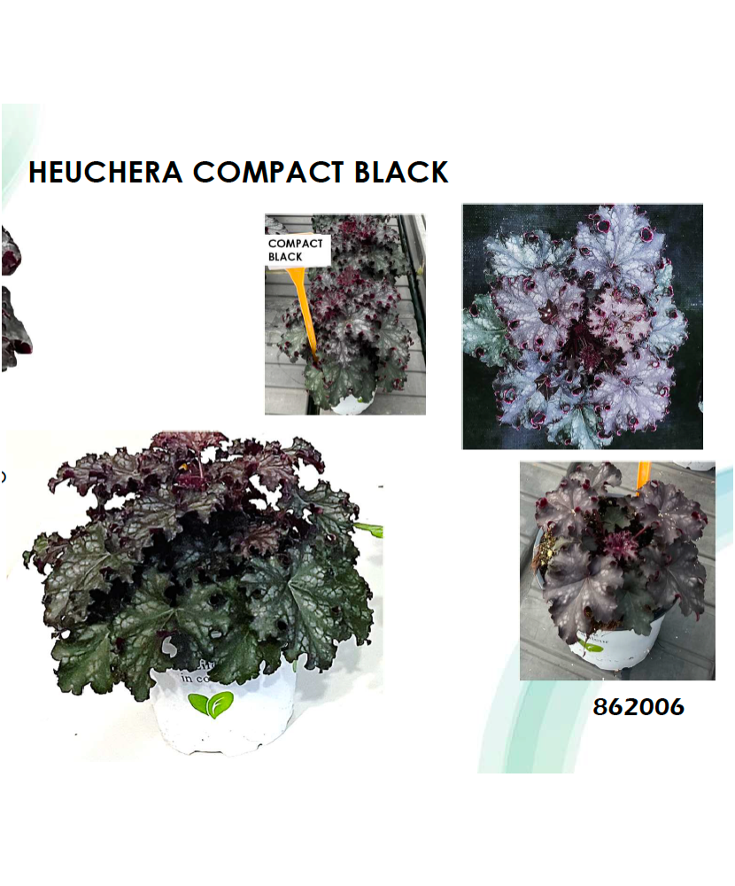 Planta la ghiveci, Danteluță negru-violet, Heuchera neagră, Compact Black, Ghiveci 10.5 cm