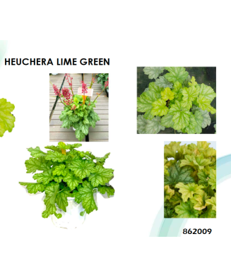 Planta la ghiveci, Danteluță verde-lămâie, Heuchera verde deschis, Lime Green, Ghiveci 13 cm