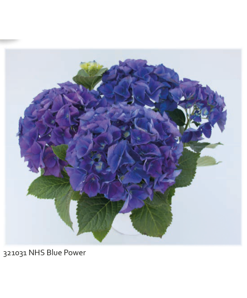 Planta la ghiveci, Hortensie albastru intens, Hortensie Blue Power, Ghiveci 13 cm