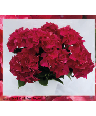 Planta la ghiveci,...