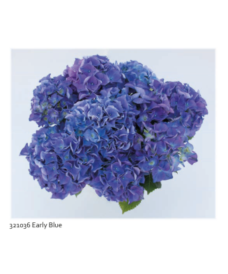 Planta la ghiveci,...