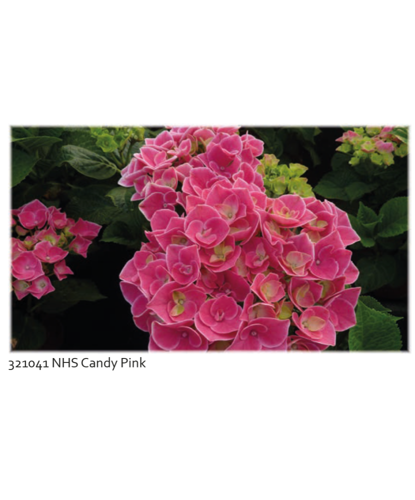 Planta la ghiveci, Hortensie roz bombon, Hortensie Candy Pink, Ghiveci 13 cm