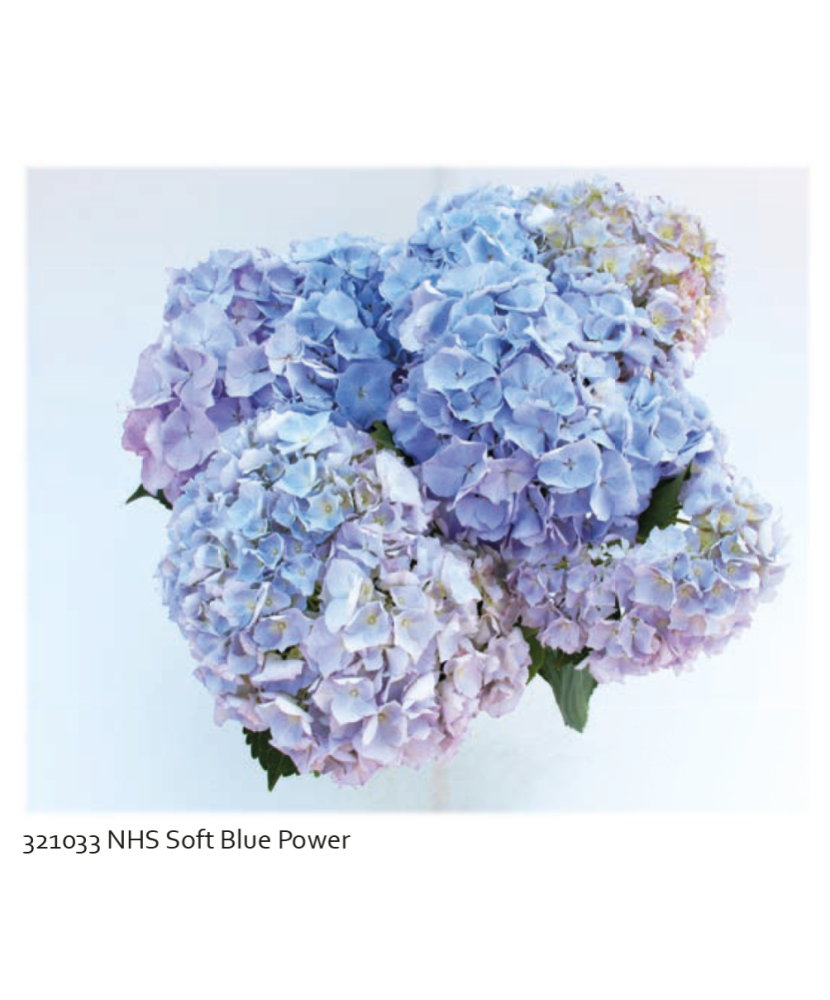Planta la ghiveci, Hortensie albastru pastel, Hortensie Soft Blue Power, Ghiveci 13 cm