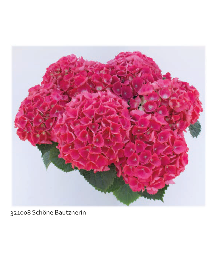 Planta la ghiveci, Hortensie roz închis, Hortensie Schöne Bautznerin, Ghiveci 13 cm