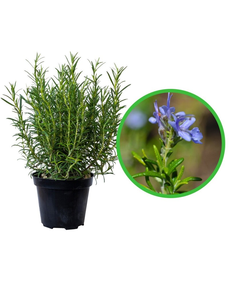 Planta la ghiveci, Rozmarin, Rozmarin officinalis, Ghiveci 8 cm