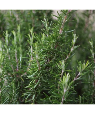 Planta la ghiveci, Rozmarin, Rozmarin officinalis, Ghiveci 8 cm