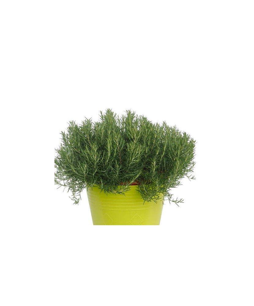 Planta la ghiveci, Rozmarin de ghiveci, Rozmarin compact, Ghiveci 8 cm